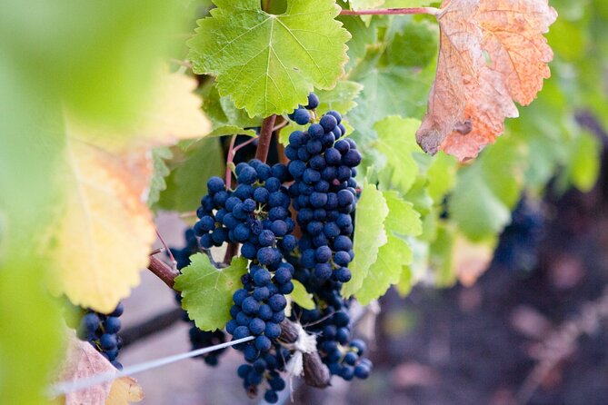 Mt Etna and Wine tasting tour from Catania - The ride from Catania to Etna Tribe