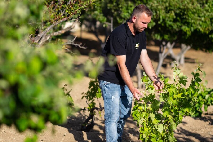 Mykonos: Winery Vineyard Experience with Food & Wine Tasting - A different side of Mykonos at Mykonian Land