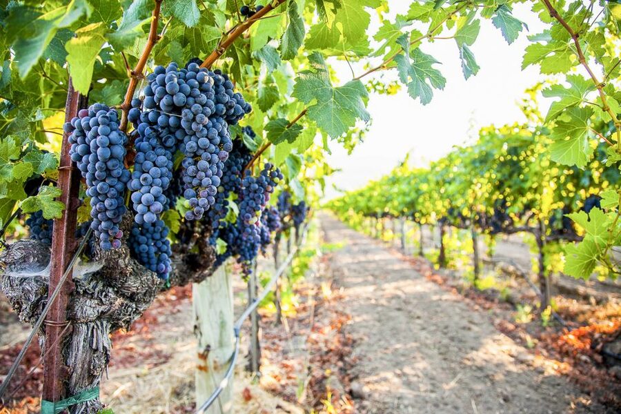 Napa Valley: Guided Wine Tour with Picnic Lunch - Booking details worth knowing