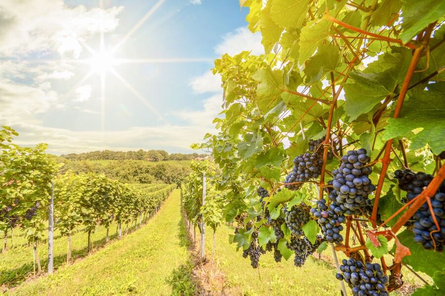 Napa Valley: Guided Wine Tour with Picnic Lunch - Why three small wineries make a better Napa day