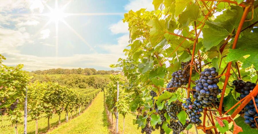 Napa Valley: Guided Wine Tour with Picnic Lunch - What happens at the three winery stops