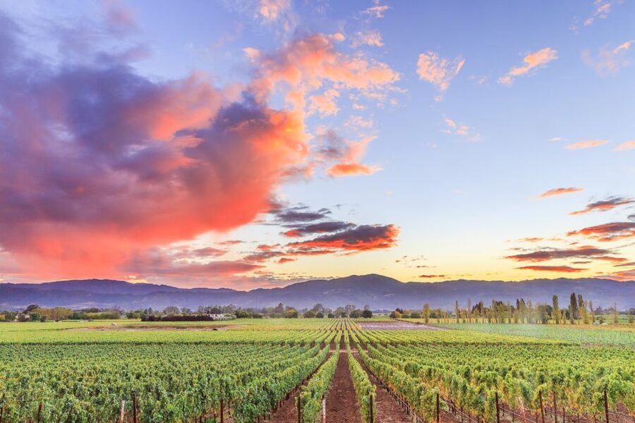 Napa Valley: Guided Wine Tour with Picnic Lunch - Picnic lunch: simple, useful, and better than an afterthought