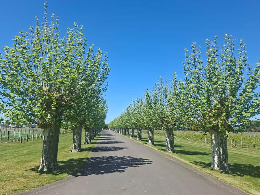 Napier: Afternoon Winery Tour Tasting at 3 Great Wineries - Who should book this tour?