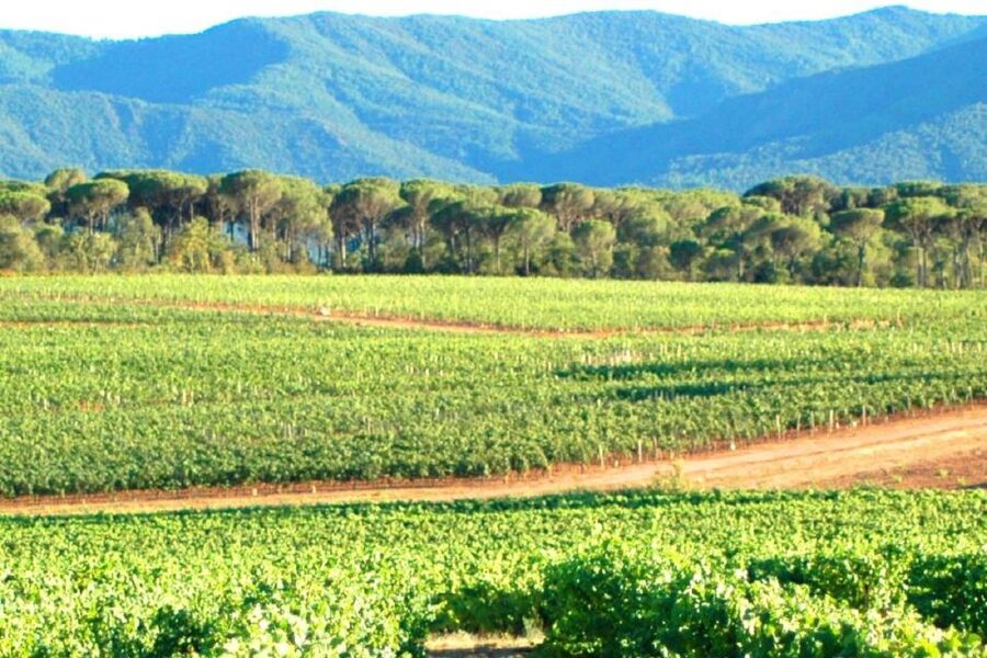 Nice: Full-Day Côtes de Provence Wine Tour - Lunch in a traditional Provençal village