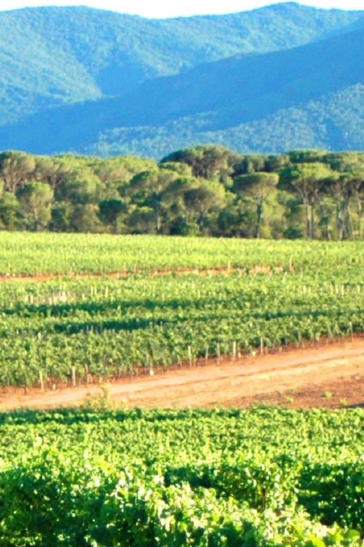 Nice: Full-Day Côtes de Provence Wine Tour - Why the guide makes such a difference