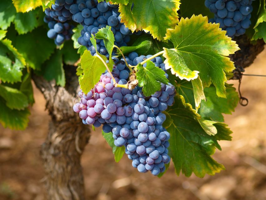 Nice: Half-Day Saint Paul de Vence and Wine Tasting Tour - What the guides add