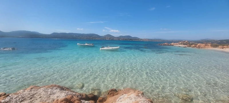 Olbia: Dolphin Watching & Swim with prosecco aperitif - At a glance: five useful things to know