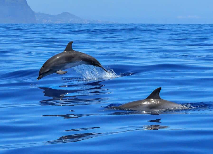 Olbia: Dolphin Watching & Swim with prosecco aperitif - Figarolo Island and the search for dolphins