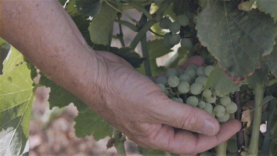 Olbia: Gallura Winery Guided Tour with Tasting - Languages, booking value, and flexibility