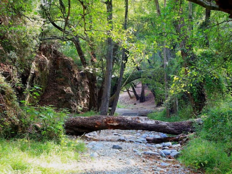 Paphos: Scenic Troodos Mountains Tour with Wine Tasting - Lambouri Winery and Cyprus in a glass