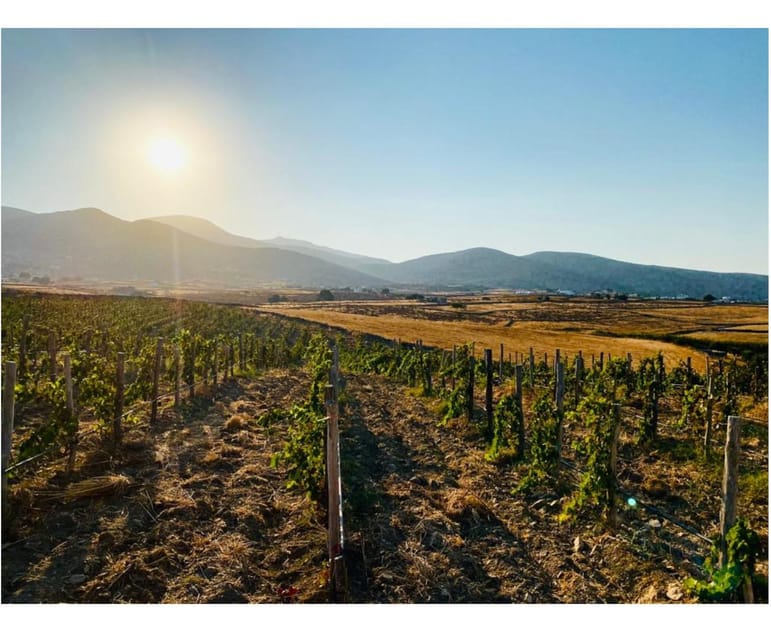 Paros: Wine tasting at Local Winery - Snacks from the garden and the Cyclades