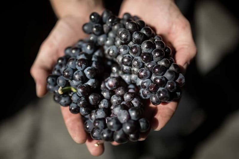 Passy-Grigny: Chocolate and Champagne Tasting Tour - Aimé Caudron and the Meunier connection