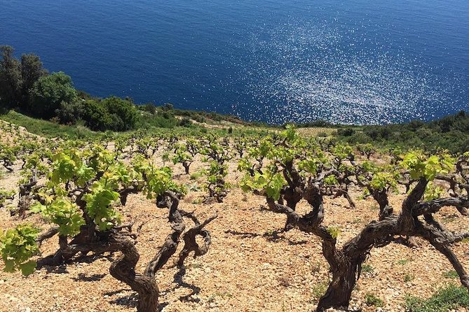 Peljesac and Ston Private Wine Tour with Tastings from Dubrovnik - Mali Ston: salt, oysters, and fortifications