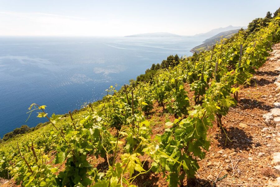 Pelješac Full-Day Wine and Food Tour from Dubrovnik - Why Pelješac makes a fine day out from Dubrovnik
