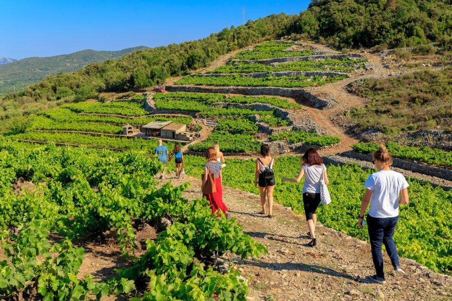 Pelješac Full-Day Wine and Food Tour from Dubrovnik - Should you book the Pelješac wine and food tour?