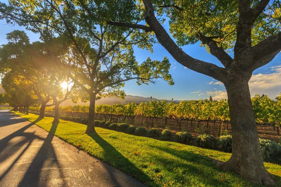 Perth VIP Swan Valley Wine Tour - Premium Small Group Tour - Why the 10-person limit changes the day