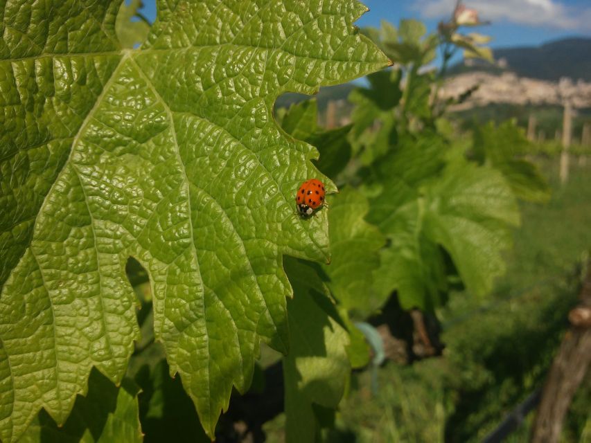 Pic nic Deluxe Assisi and wine tasting 5 wines - A vineyard picnic beneath the Basilica of Saint Francis