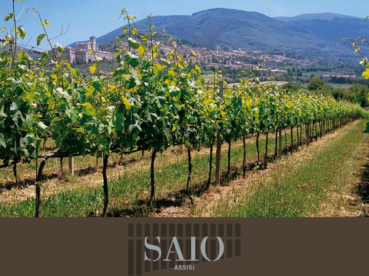Pic nic Deluxe Assisi and wine tasting 5 wines - Getting there from Assisi, Perugia, or Foligno