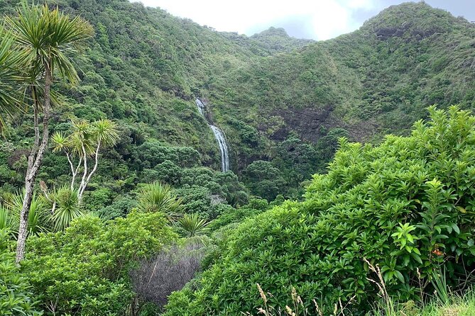 Piha Waitakere Rainforest Wine Tour from Auckland - Weather, comfort, and practical planning