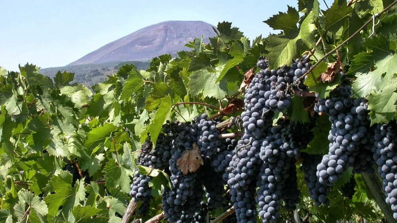 Pompeii: Archeological Tour & Wine Tasting at Mt. Vesuvius - Two hours among Pompeii’s original streets