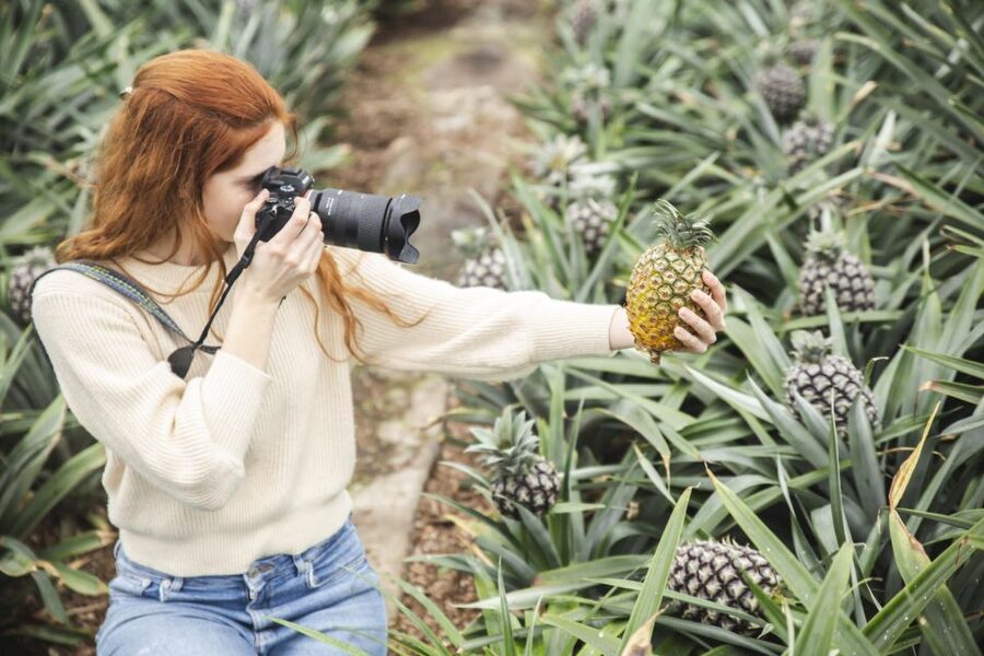 Ponta Delgada: Pineapple wine tasting and pineapple tour - Inside the glass greenhouses
