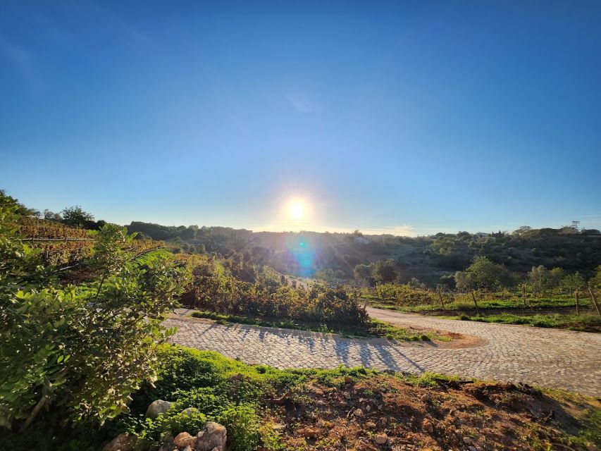 Porches: Algarve Vineyard Tour and Wine Tasting Experience - Key points to know before booking