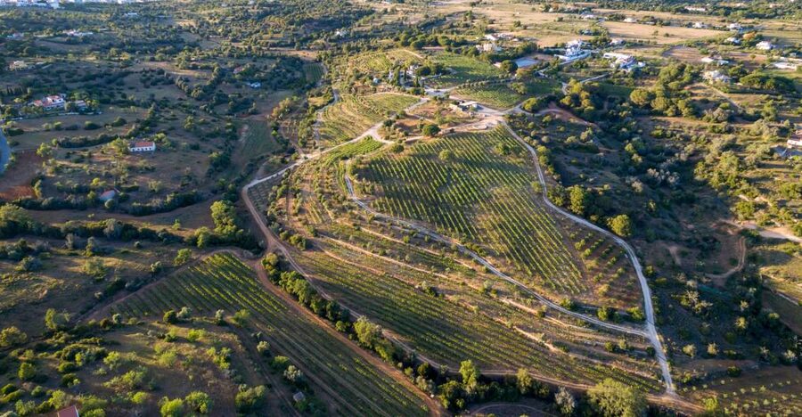 Porches: Algarve Vineyard Tour and Wine Tasting Experience - The wine tasting and tapas pairing