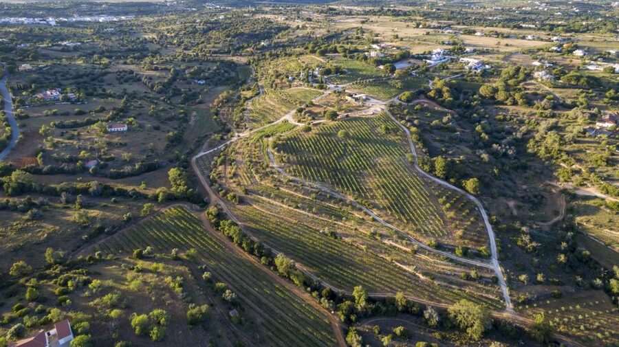Porches: Algarve Vineyard Tour and Wine Tasting Experience - What happens during the 90-minute visit