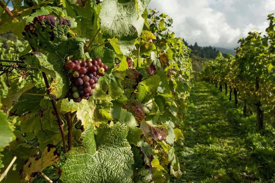 Porto: Douro Valley Tour at 2 Wineries with Lunch and Cruise - A Rabelo boat from Pinhão