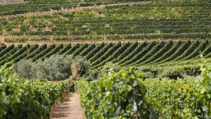 Porto: Douro Valley Tour at 2 Wineries with Lunch and Cruise - Two estates and several kinds of tasting