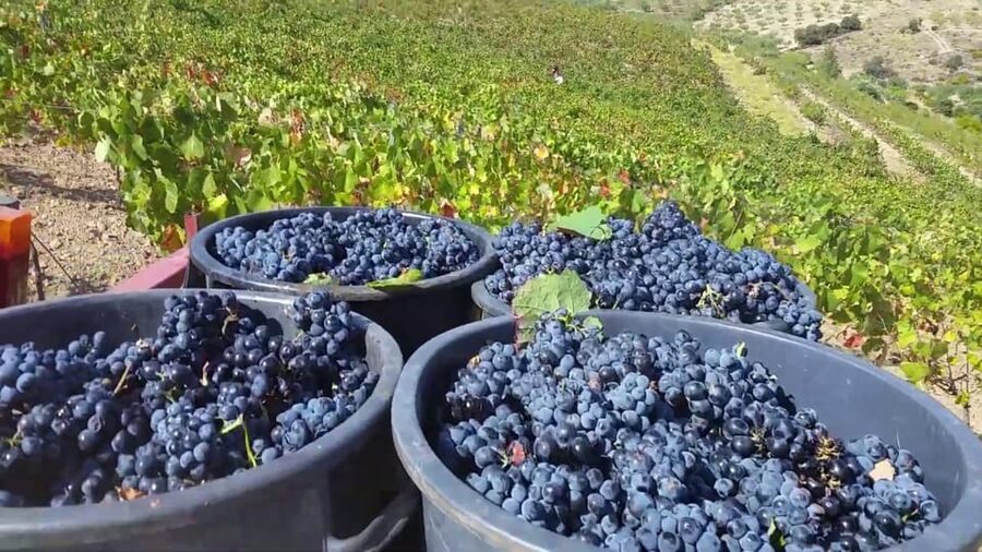 Porto: Douro Valley Tour with 2 Wineries, Lunch and Cruise - Pinhão from the river