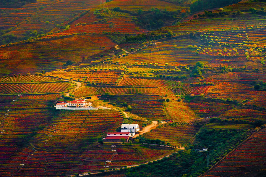 Porto: Douro Valley Wine Tour with a Sommelier & Boat Trip - Who should book this Douro experience?
