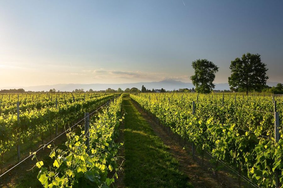 Pramaggiore: Ornella Bellia Winery Guided Tour & Tasting - Why the food pairings matter