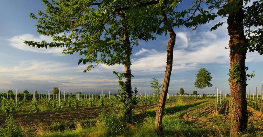 Pramaggiore: Ornella Bellia Winery Guided Tour & Tasting - Access, children, and pets