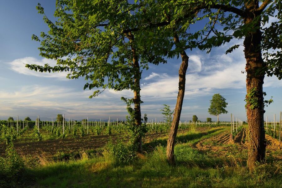 Pramaggiore: Ornella Bellia Winery Guided Tour & Tasting - Is the $29 price good value?