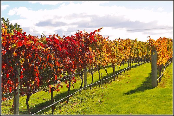 Premium 4 -Best Wineries Napier Hawke's Bay Tour, 5.5h - 6Hours - Why this six-hour Hawke’s Bay tour works