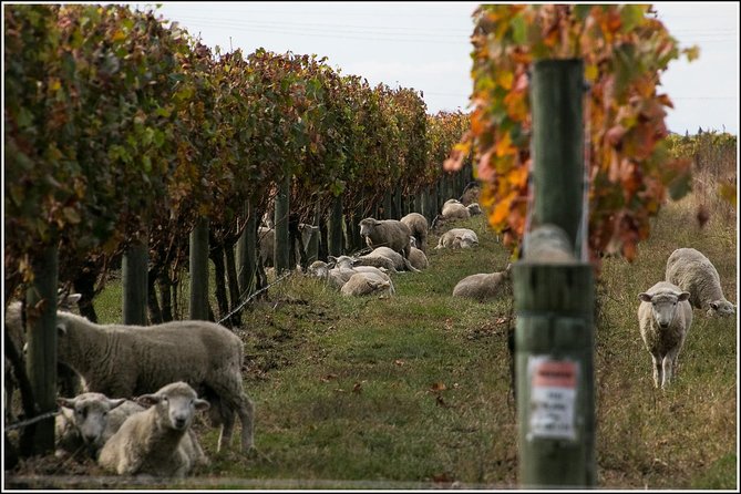 Premium 4 -Best Wineries Napier Hawke's Bay Tour, 5.5h - 6Hours - Is the $114.81 price good value?