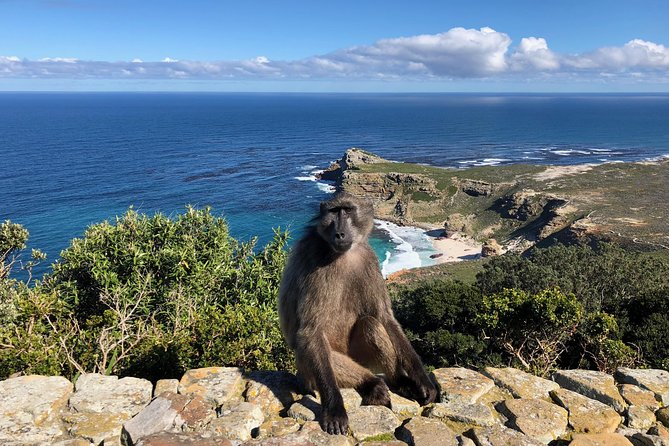 Private Day Tour to Cape Point , Penguins, Wine or Beer Tasting - Cape of Good Hope and the Cape Point lookouts