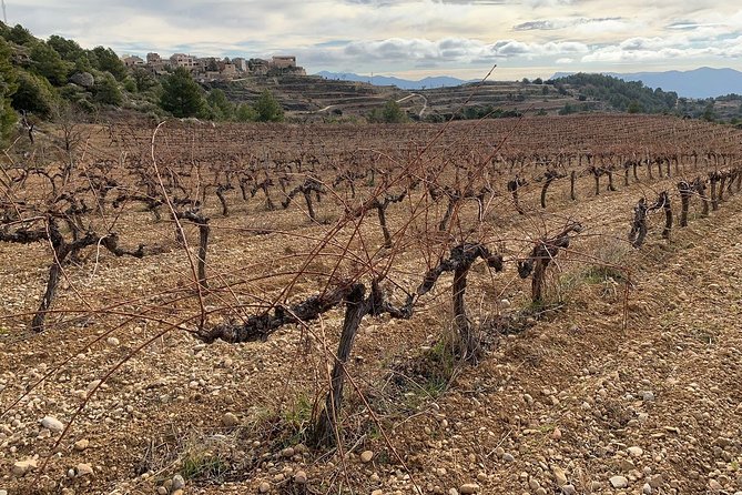 Private Priorat Tour with Wine Tastings & Lunch from Barcelona - Who should book this Priorat day trip