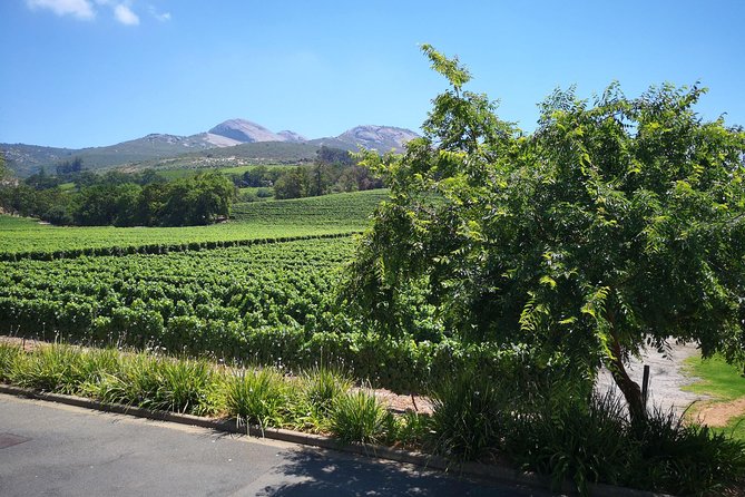 Private Stellenbosch, Franschhoek Paarl Wine Tour from Cape Town - Stellenbosch: old streets, student avenues, and serious wine