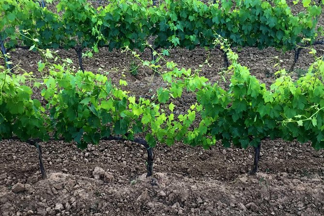 Private Tour: Montalcino Wine Tasting Experience - Sant’Antimo Abbey adds a quieter pause