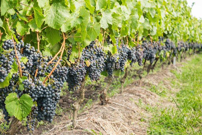 Private Tour of Top 5 Stellenbosch Wineries From Cape Town - What this Cape Town wine day is really like