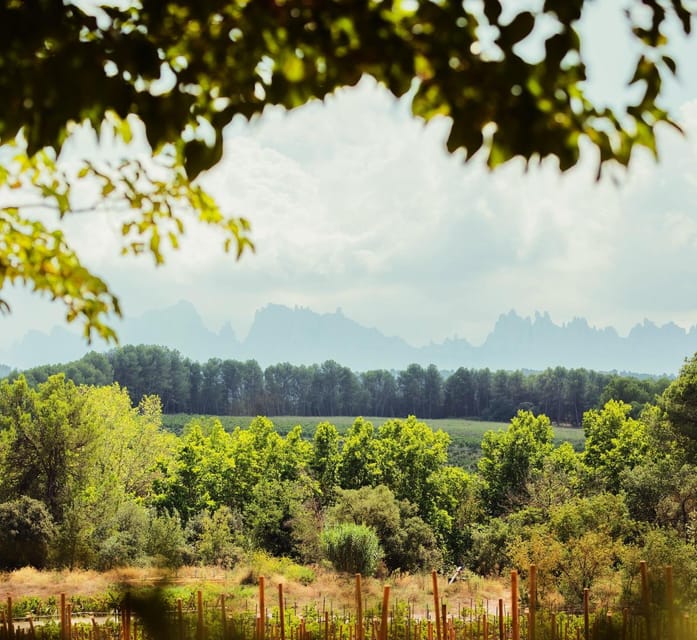 Private Wine, Tapas & Cava Experience from Barcelona - Who should book this private wine day?