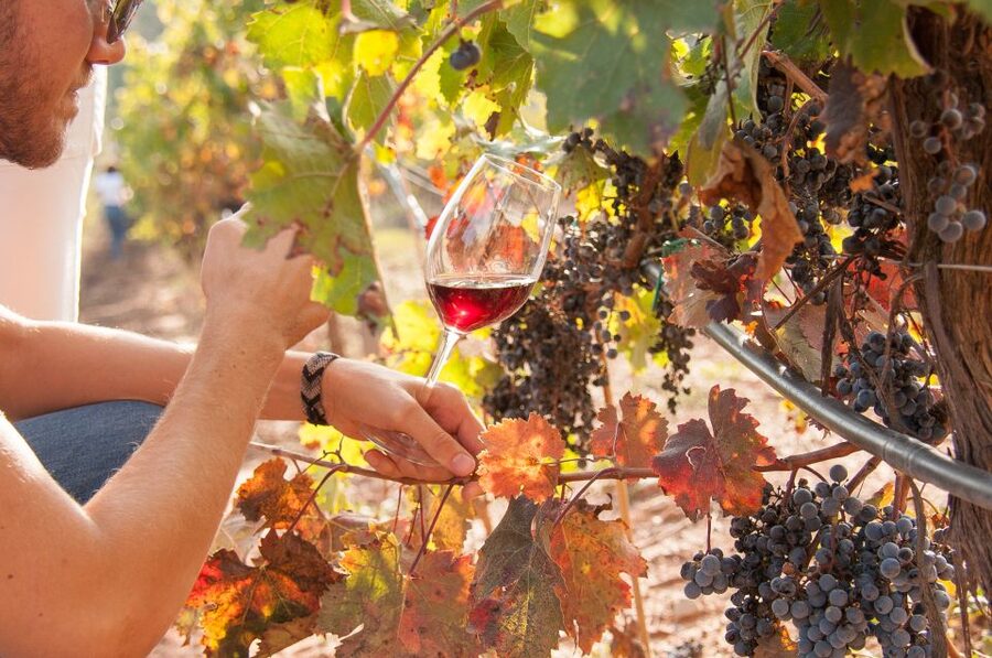 Private Wine, Tapas & Cava Experience from Barcelona - Oller del Mas, a castle with 36 generations of wine