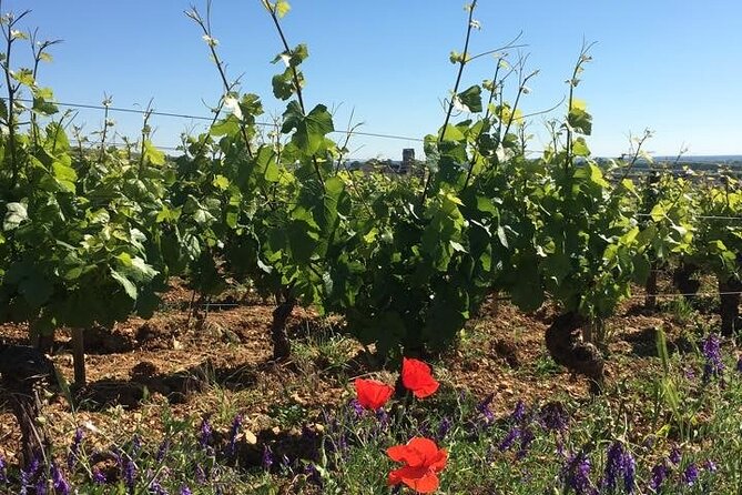 Private Wine Tasting Tour - Burgundy Uncorked!! - What makes this Burgundy day different