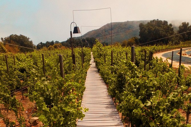 Private Wine Tour at Valle de Guadalupe (A wine tasting included). - A private vehicle keeps the day easy