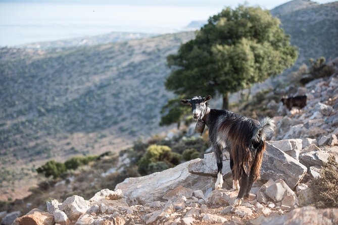 PRIVATE-Zeus Cave-Knossos-Olive oil Factory-Traditional Villages. - Lasithi Plateau and its old windmills