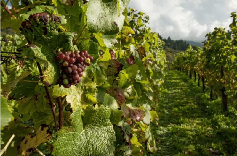 Quebec City: Island of Orleans Wine Tour - Should you book the Island of Orleans wine tour?
