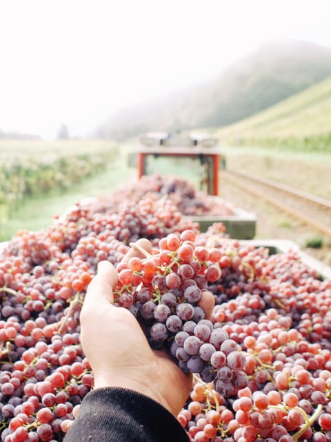Reil, Mosel: Guided organic wine tasting and cellar tour - How the $29 price holds up