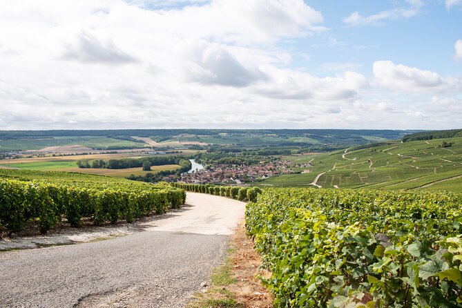 Reims afternoon tour Champagne and family growers - The second winery completes the comparison